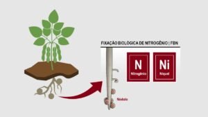 O efeito benéfico do Niquel no processo de FBN, promoveu uma rede crescente de estudos avaliando o suprimento de Ni em leguminosas.
